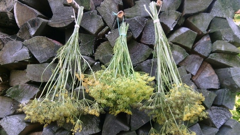 Areas of application for dill umbrellas: for treatment, beauty and cooking delicious dishes