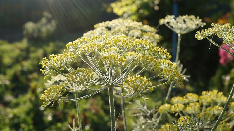 Areas of application for dill umbrellas: for treatment, beauty and cooking delicious dishes
