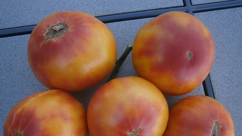 The variety that will become your favorite is the Grapefruit tomato: large, easy to care for and amazingly tasty