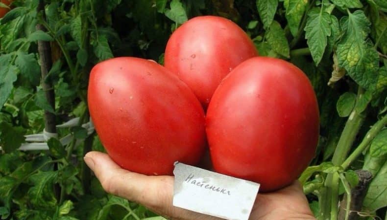A variety that is equally good for both greenhouses and open ground - the Nastenka tomato and the method of growing it