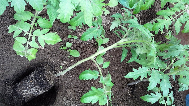 A variety that is equally good for both greenhouses and open ground - the Nastenka tomato and the method of growing it