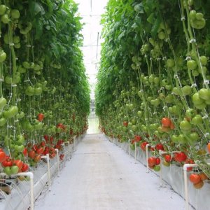 Classic heart-shaped pink tomato Batyanya: reviews and photos of the resulting tomato harvest