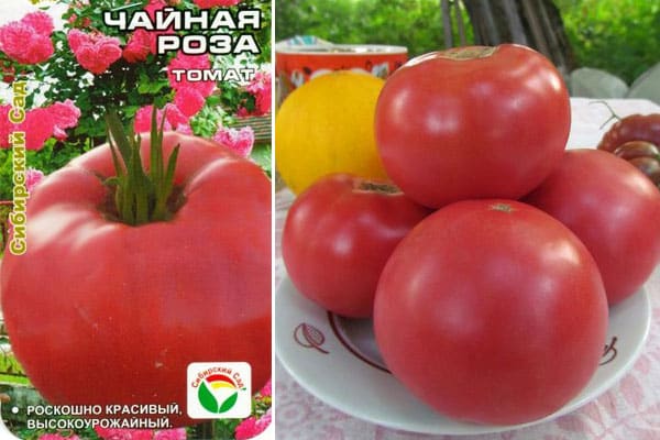 Unpretentious in care, but at the same time generous in yield, the Tea Rose tomato: agricultural technology and advice from experienced farmers