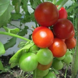 Unpretentious in care, but at the same time generous in yield, the Tea Rose tomato: agricultural technology and advice from experienced farmers