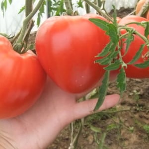 Fleshy, tasty and very aromatic Danko tomato: we get a rich, stable harvest