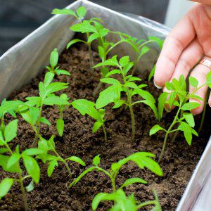 Fleshy, tasty and very aromatic Danko tomato: we get a rich, stable harvest