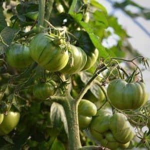 A variety with an exotic taste and amazing appearance - Irish liqueur tomato: we grow it and surprise our neighbors