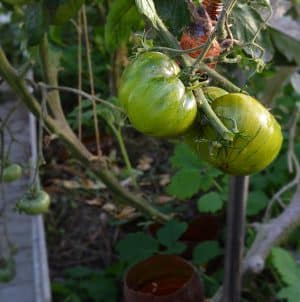A variety with an exotic taste and amazing appearance - Irish liqueur tomato: we grow it and surprise our neighbors