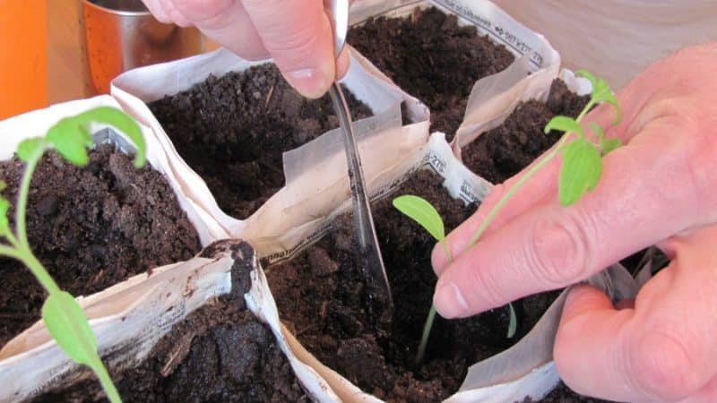 A variety with an exotic taste and amazing appearance - Irish liqueur tomato: we grow it and surprise our neighbors