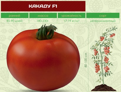 A bright decoration in your beds - Kakadu tomato f1: reviews and secrets of getting a bountiful harvest