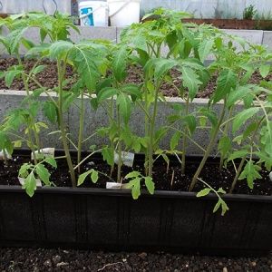 A bright decoration in your beds - Kakadu tomato f1: reviews and secrets of getting a bountiful harvest