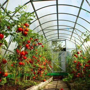 A bright decoration in your beds - Kakadu tomato f1: reviews and secrets of getting a bountiful harvest