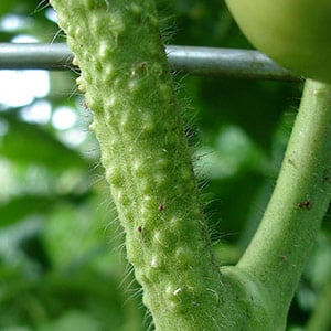 A bright decoration in your beds - Kakadu tomato f1: reviews and secrets of getting a bountiful harvest