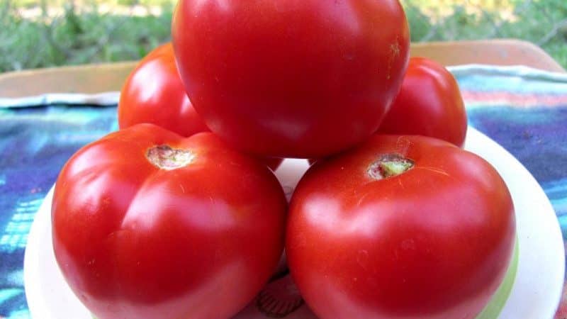 A gift from Ural breeders for regions with cold climates - the Red Guard tomato