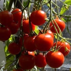 A gift from Ural breeders for regions with cold climates - the Red Guard tomato