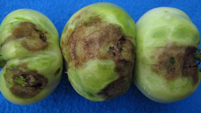 Wonderful fresh and just as good in preservation - the black Gourmand tomato and the basics of growing this variety