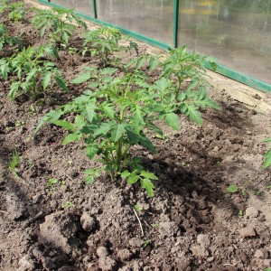 The Honey Giant tomato is promising and adored by many farmers: characteristics and description of the tomato variety