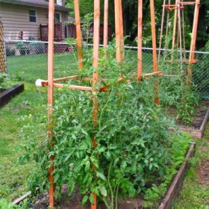 The Honey Giant tomato is promising and adored by many farmers: characteristics and description of the tomato variety