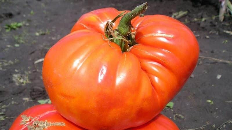 We collect 5-6 kg of tomatoes from a bush, growing a Sugar Giant tomato