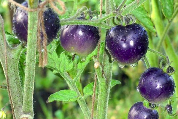 You won't believe your eyes when you see it - the Blue Bunch tomato f1 for lovers of exotic varieties