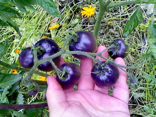 You won't believe your eyes when you see it - the Blue Bunch tomato f1 for lovers of exotic varieties