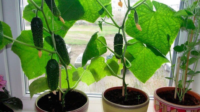 Top 10 best varieties of cucumbers for growing on a windowsill in winter