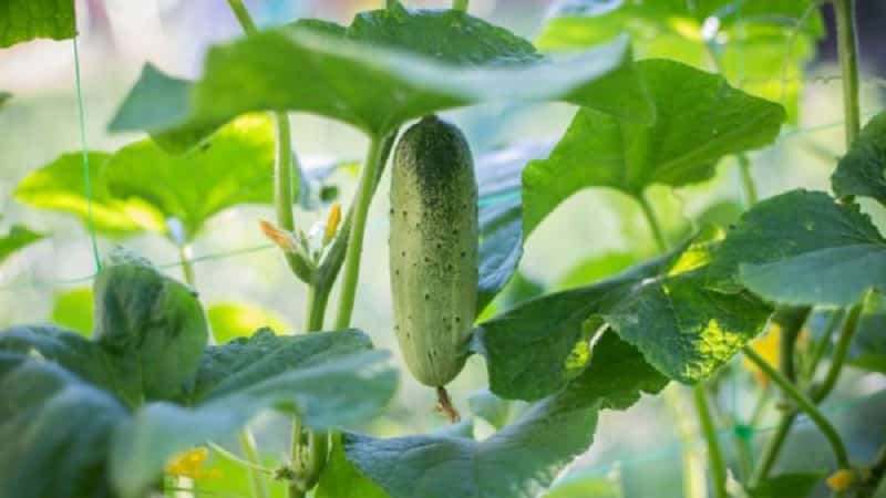 Top 10 best varieties of cucumbers for growing on a windowsill in winter