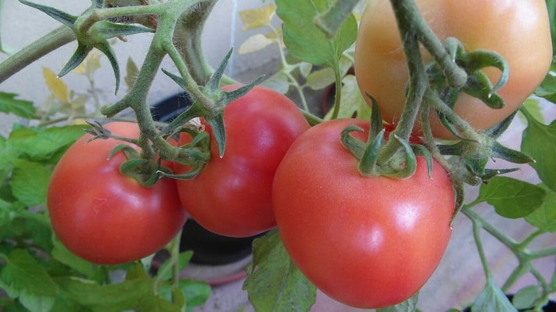 A unique hybrid with delicious fruits, just like in the picture - a tomato Gift for a woman and the nuances of growing it