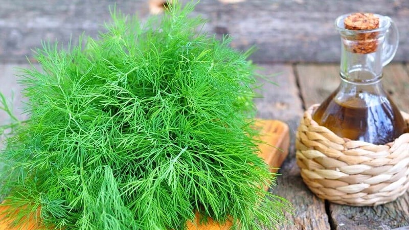 Let's learn how to make dill oil at home: preparation instructions and rules for using dill oil