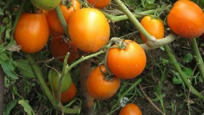 A tasty and stable variety with a high content of beta-carotene - the Fairy's Gift tomato: reviews and photos of the harvest