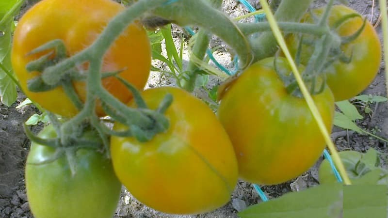 A tasty and stable variety with a high content of beta-carotene - the Fairy's Gift tomato: reviews and photos of the harvest