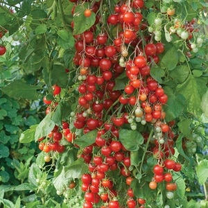 We grow candy tomatoes on our own plot: Sweet cherry tomato