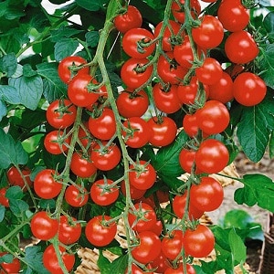 We grow candy tomatoes on our own plot: Sweet cherry tomato