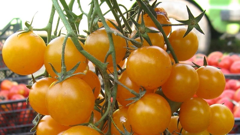We grow candy tomatoes on our own plot: Sweet cherry tomato