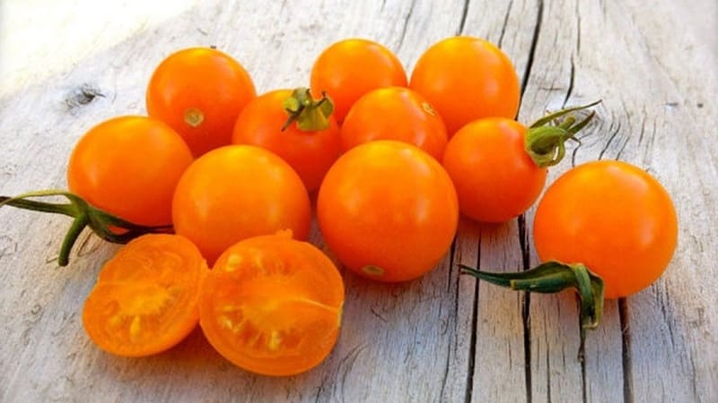We grow candy tomatoes on our own plot: Sweet cherry tomato