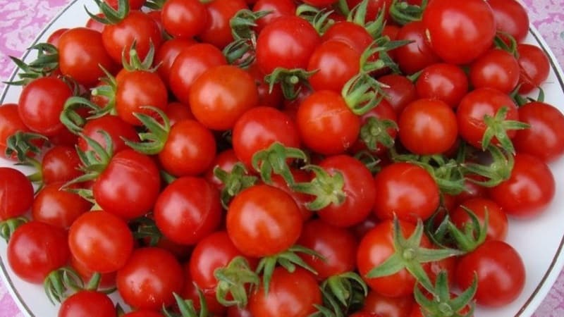 We grow candy tomatoes on our own plot: Sweet cherry tomato