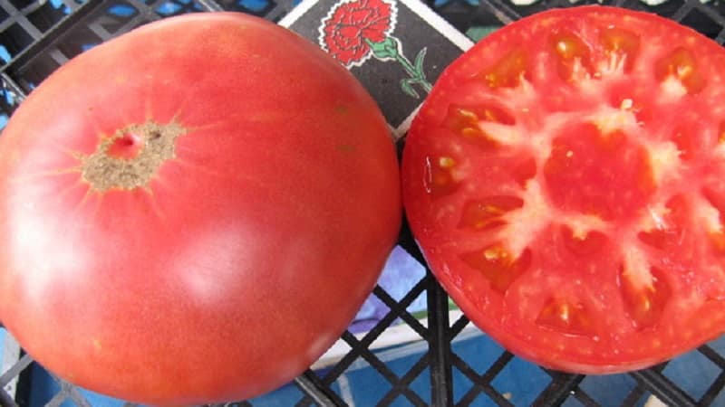 We grow the Tsar's Gift tomato in stages, starting with seedlings and ending with harvesting a bountiful harvest.