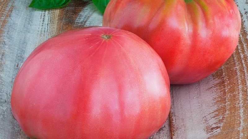 We grow the Tsar's Gift tomato in stages, starting with seedlings and ending with harvesting a bountiful harvest.