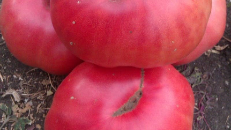 We grow the Tsar's Gift tomato in stages, starting with seedlings and ending with harvesting a bountiful harvest.