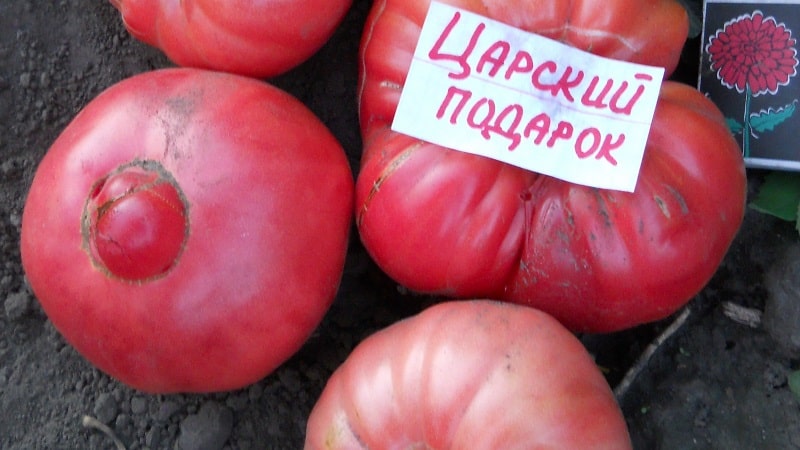 We grow the Tsar's Gift tomato in stages, starting with seedlings and ending with harvesting a bountiful harvest.