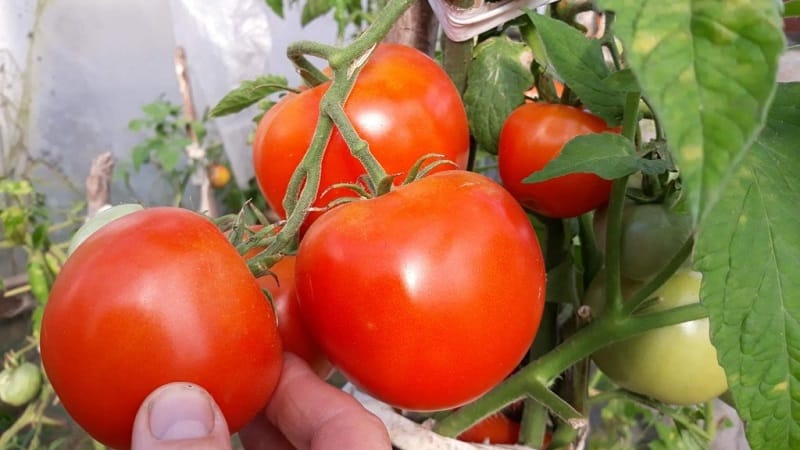 High-yielding tomato hybrid Krasnobai F1