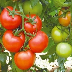 High-yielding tomato hybrid Krasnobai F1