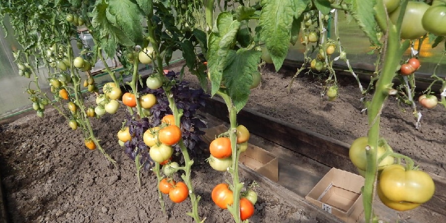 High-yielding tomato hybrid Krasnobai F1