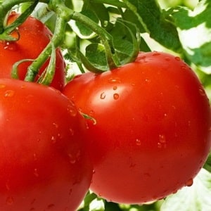 High-yielding tomato hybrid Krasnobai F1