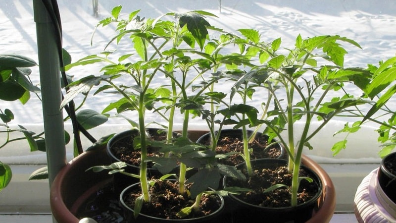 High-yielding tomato hybrid Krasnobai F1
