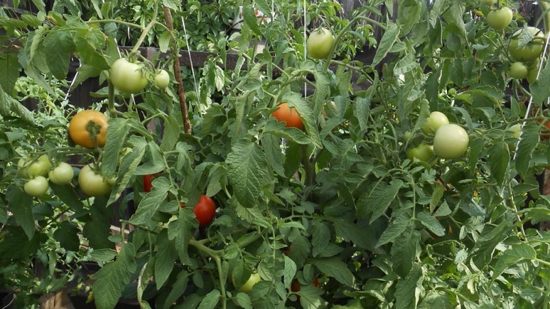 High-yielding tomato hybrid Krasnobai F1