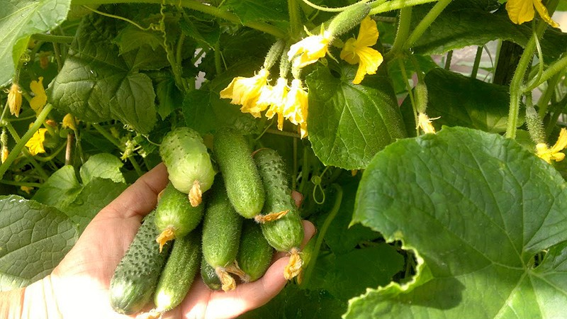 Why do you need to treat cucumbers with brilliant green and how to do it correctly