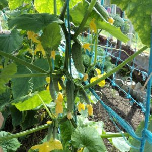 Why do you need to treat cucumbers with brilliant green and how to do it correctly
