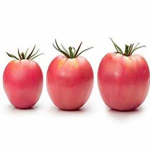 Unpretentious and easy to care for, but at the same time pampering you with a rich harvest, the Wind Rose tomato
