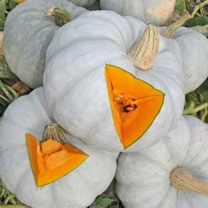 Sweet winter pumpkin, popular among farmers, with a pleasant taste and high yield for long-term storage